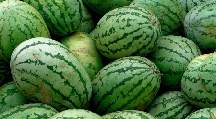 Les rumeurs sur les pastèques ont négativement impacté la récolte