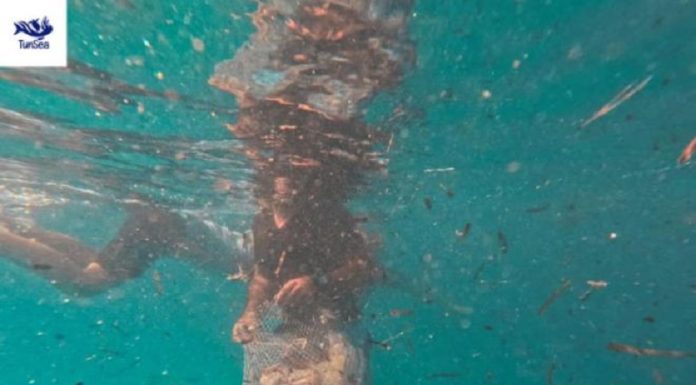 Environnement : 250 kilos de sacs en plastique collectés dans la mer de Chott Meriem