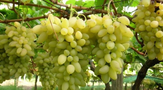 Nabeul : La production des raisins estimée à plus de 39 mille tonnes