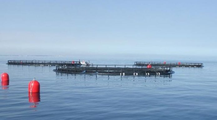 L’aquaculture en Tunisie : Un océan d’opportunités !
