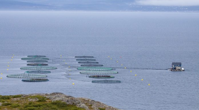 La 3e conférence internationale annuelle de l’aquaculture à Hammamet en novembre