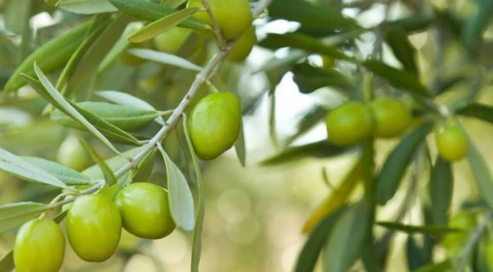 Huile d’olive : La qualité tunisienne sur le devant de la scène mondiale