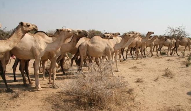 Un centre de collecte du lait de chamelle à Hezoua