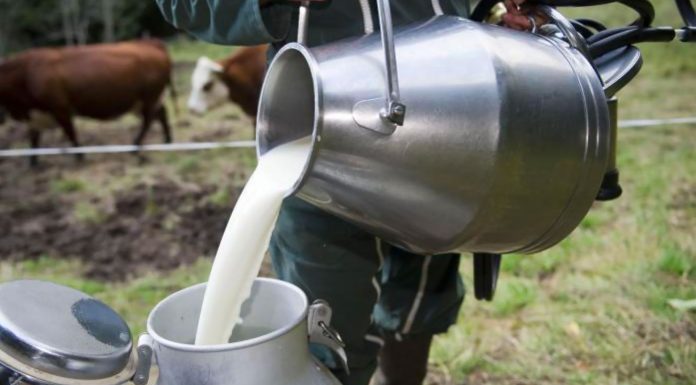 Baisse de la production laitière: Appel à la révision des prix !