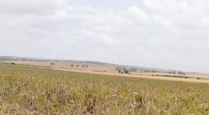 Récupération d’un terrain domanial agricole d’une superficie de 11 hectares à Manouba