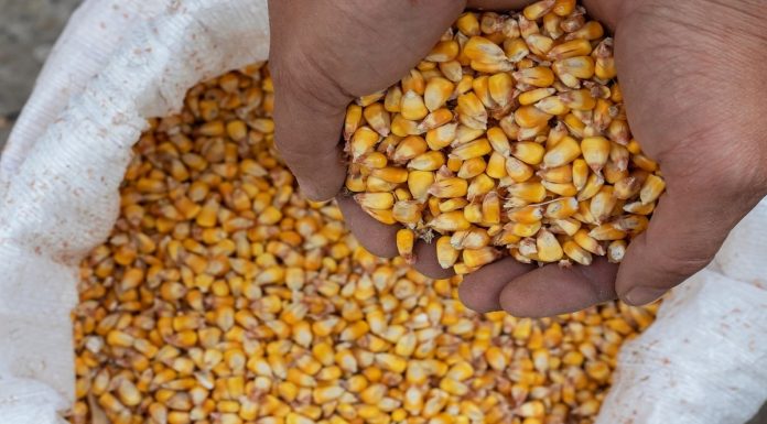 L’Algérie rejette les offres pour l’achat de maïs et d’orge