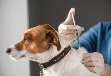 Mahdia : 7 cas de rage recensés chez les animaux
