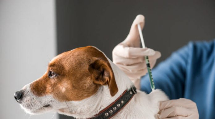 Mahdia : 7 cas de rage recensés chez les animaux