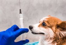 13 cas de rage animale à Béja