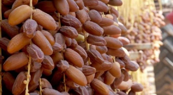 La récolte des dattes pour la saison 2025/2026 estimée à 404 mille tonnes