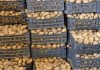 Gafsa: Une production de pommes de terre estimée à 16000 tonnes