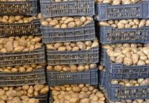 Gafsa: Une production de pommes de terre estimée à 16000 tonnes