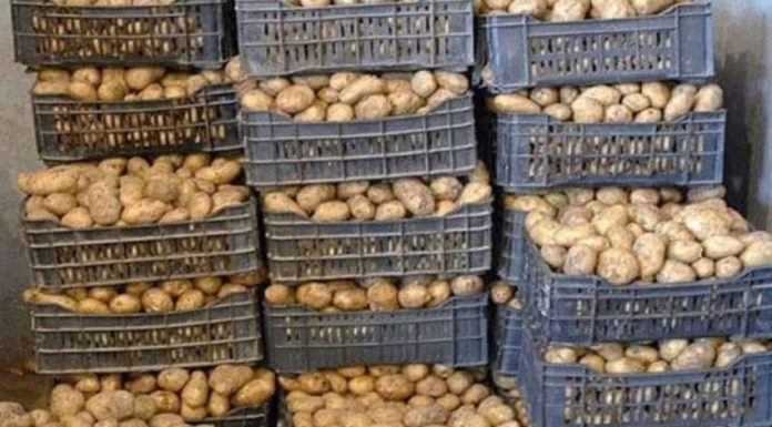 Production de pommes de terre de 16 mille tonnes à Gafsa