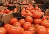 Gafsa : La récolte de tomates destinées à la transformation estimée à 73 mille tonnes