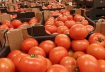 Gafsa : La récolte de tomates destinées à la transformation estimée à 73 mille tonnes