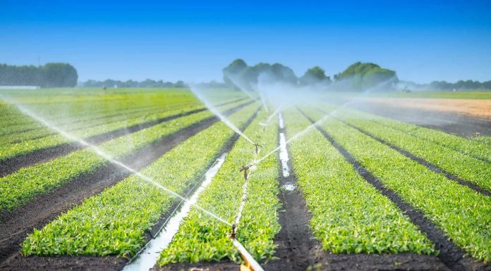 Manouba-Agriculture: Hausse du quota d’eau d’irrigation