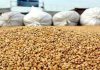 Kairouan : Premier producteur national de céréales irriguées avec 1,3 million de quintaux prévus