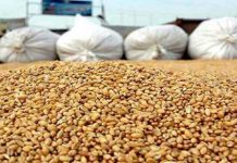 Kairouan : Premier producteur national de céréales irriguées avec 1,3 million de quintaux prévus
