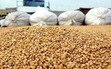 L’Algérie achète entre 600 000 et 700 000 tonnes de blé tendre