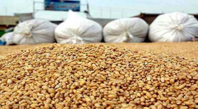 Siliana : Seul 1% de la récolte céréalière encore dans les silos de stockage