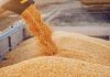Agriculture : la Tunisie table sur plus de 22 millions de quintaux de céréales cette saison