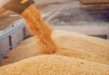 Agriculture : la Tunisie table sur plus de 22 millions de quintaux de céréales cette saison