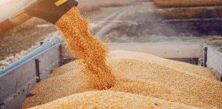 Tunis table sur plus de 22 MQ de céréales cette saison