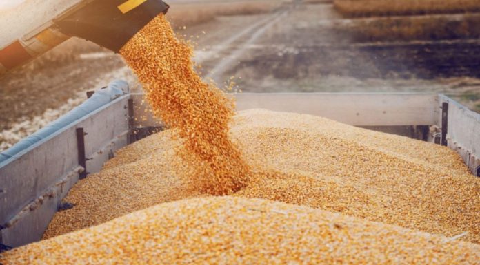 La Tunisie achète environ 100 000 tonnes de blé tendre et autant de blé dur