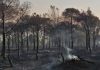 Incendies : Environ 4400 hectares de superficies forestières ravagées