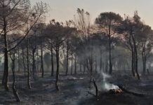 Incendies : Environ 4400 hectares de superficies forestières ravagées