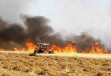 Manouba : 10 hectares de céréales ravagés par un incendie à Chouigui, le feu maîtrisé