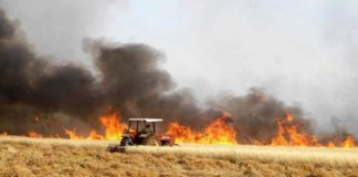 Manouba : 10 hectares de céréales ravagés par un incendie à Chouigui, le feu maîtrisé