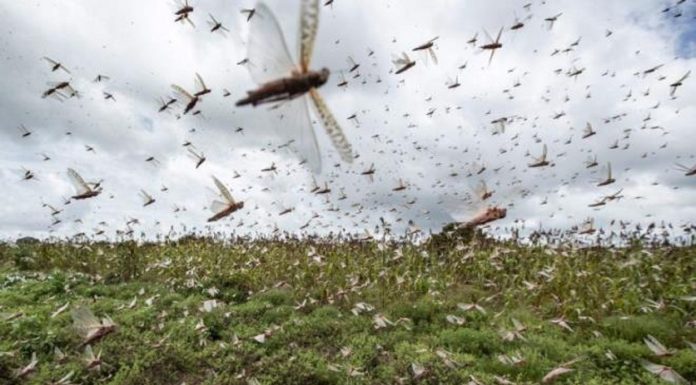 Maroc: La FAO alerte sur les risques de propagation de criquets pèlerins