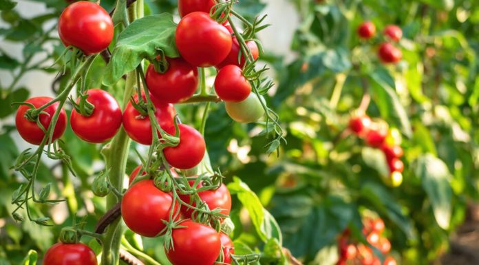 Nabeul : Le manque d’engrais risque d’impacter les cultures de tomates