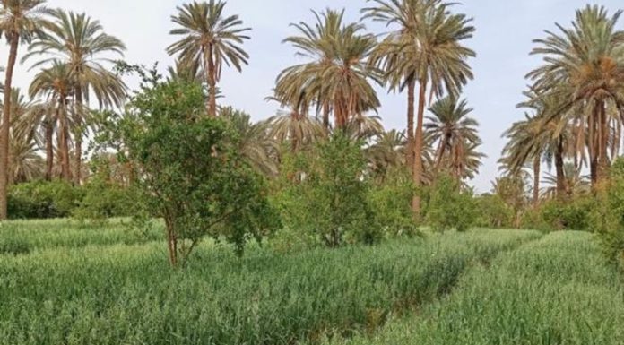 91 hectares de terres aux jeunes agriculteurs de Bizerte