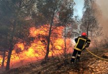 Feux de forêt : Les sinistrés sont-ils dûment pris en charge ?