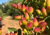 Gafsa : La production de pistaches estimée à 4 900 tonnes