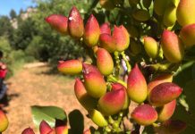 Gafsa : La production de pistaches estimée à 4 900 tonnes
