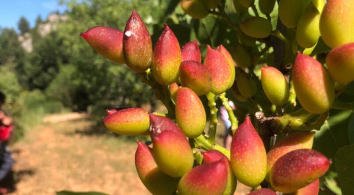 4 900 tonnes de pistaches estimés à Gafsa