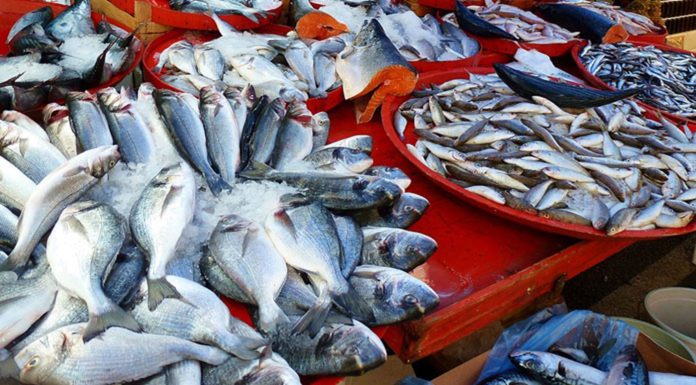 La balance commerciale des produits de la pêche excédentaire de 225 MDT