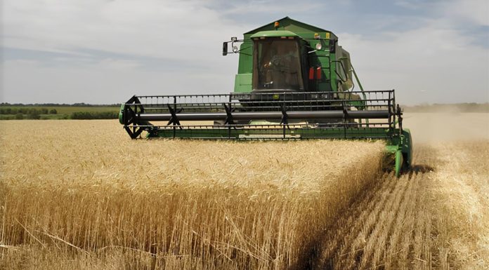Manouba: La récolte céréalière estimée à 950 mille quintaux