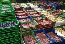 Fruits et légumes : les exportations tunisiennes vers l’Italie bondissent de 60 % en 2025