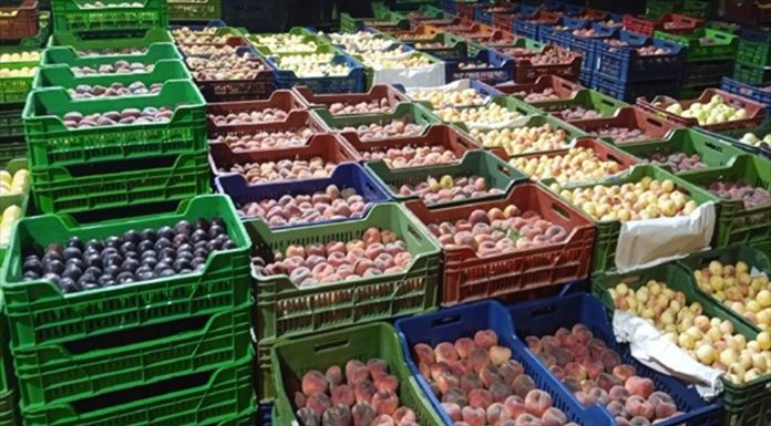 Les exportations de fruits tunisiens bondissent à 45,8 MDT
