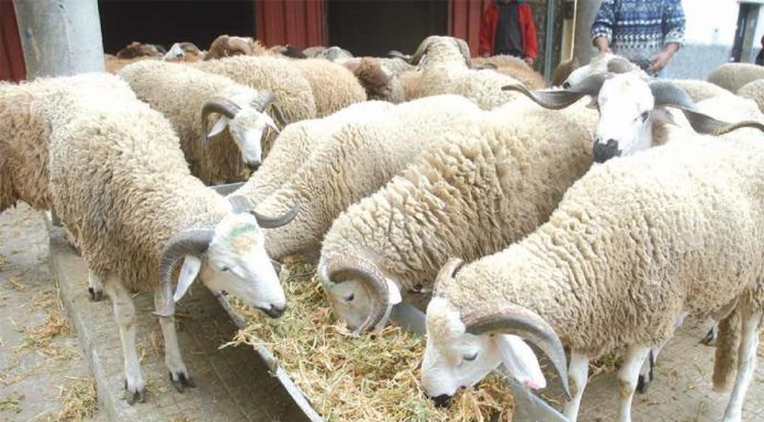 Moutons Aid al-Adha : Ellouhoum annonce consultation