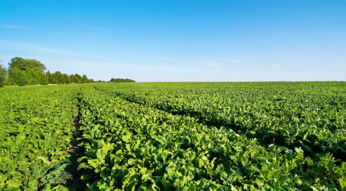 Les cultures maraîchères occupent 800 ha à Manouba