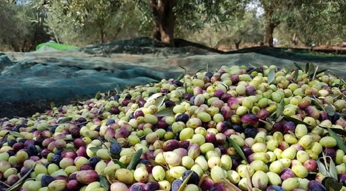 Siliana : Avancement à 50% des opérations de cueillette des olives