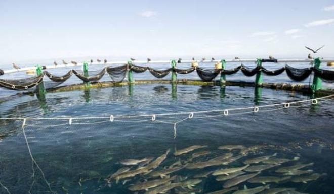Un portefeuille de 88 MDT dans l’aquaculture