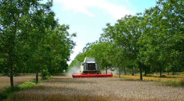 Un laboratoire vivant collaboratif, dédié à l’agroforesterie durable à El Krib