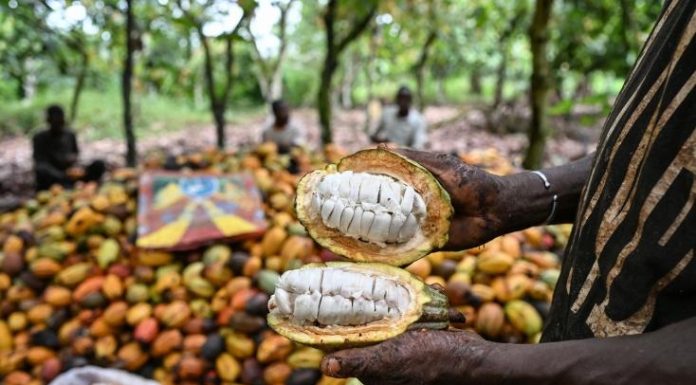 Côte d’Ivoire: L’Etat va acheter les stocks de cacao pour résoudre la crise