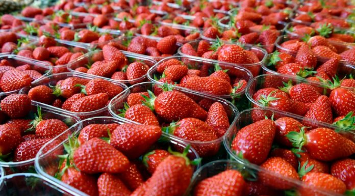 Les fraises bientôt sur les étals …mais pas autant que souhaité !